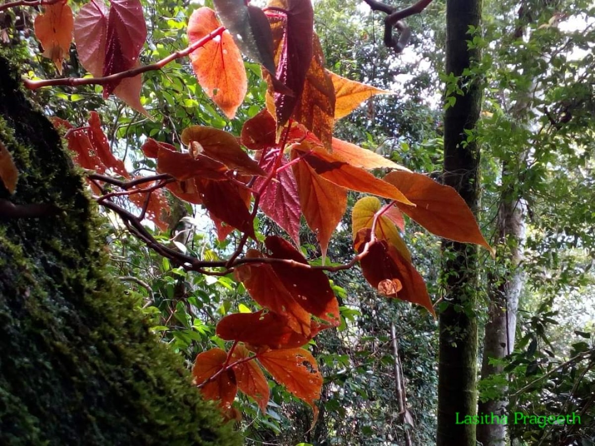 Begonia malabarica Lam.